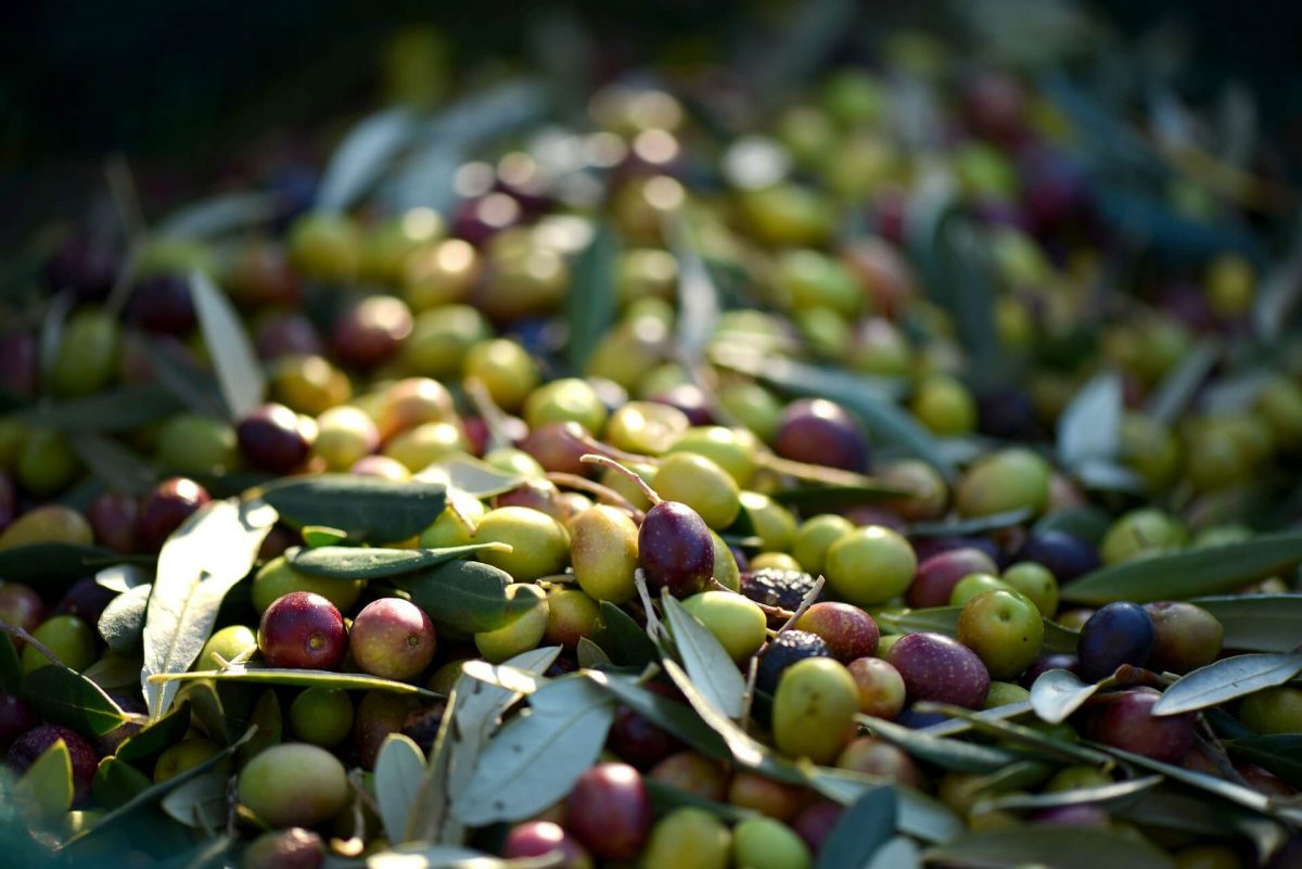 Welche Nährstoffe Und Vitamine Stecken In Oliven?